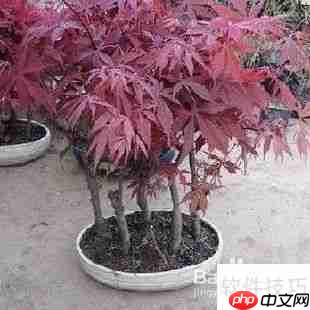 红枫树修剪技巧：打造优美树形指南