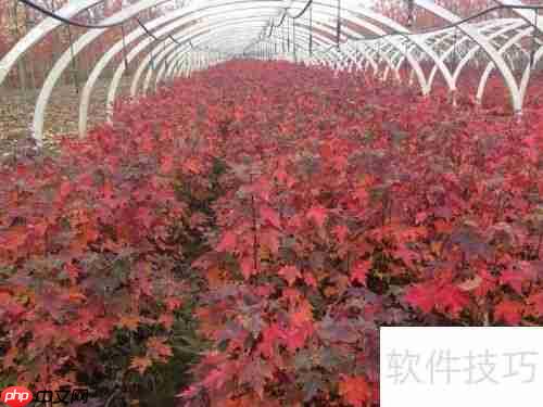 红枫树修剪技巧：打造优美树形指南