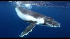 CETI Looks Into The Complexities Of Whale Sounds With AI