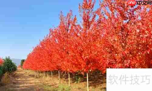 美国红枫种植技巧：从选种到养护全攻略