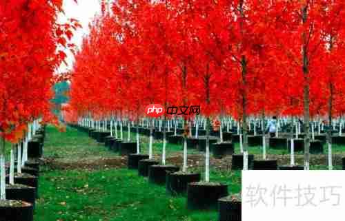 美国红枫种植技巧：从选种到养护全攻略