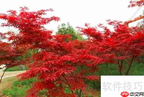 美国红枫种植技巧：从选种到养护全攻略