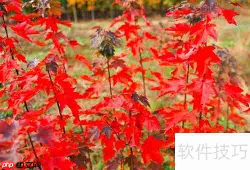 美国红枫种植技巧：从选种到养护全攻略