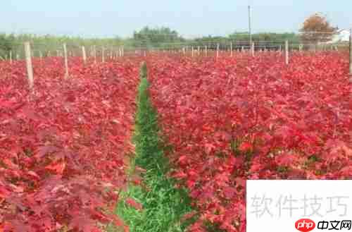 美国红枫种植技巧：从选种到养护全攻略