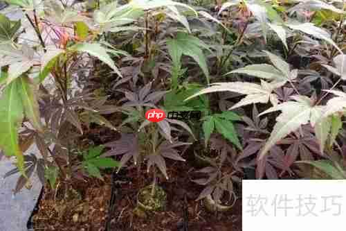 红枫的养殖方法与注意事项详解