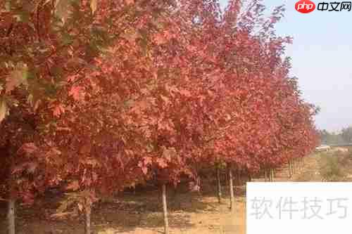 红枫的养殖方法与注意事项详解