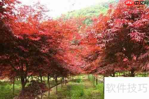 红枫的养殖方法与注意事项详解