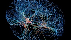 Beyond Computer Vision, Brains In Jars, And How They See
