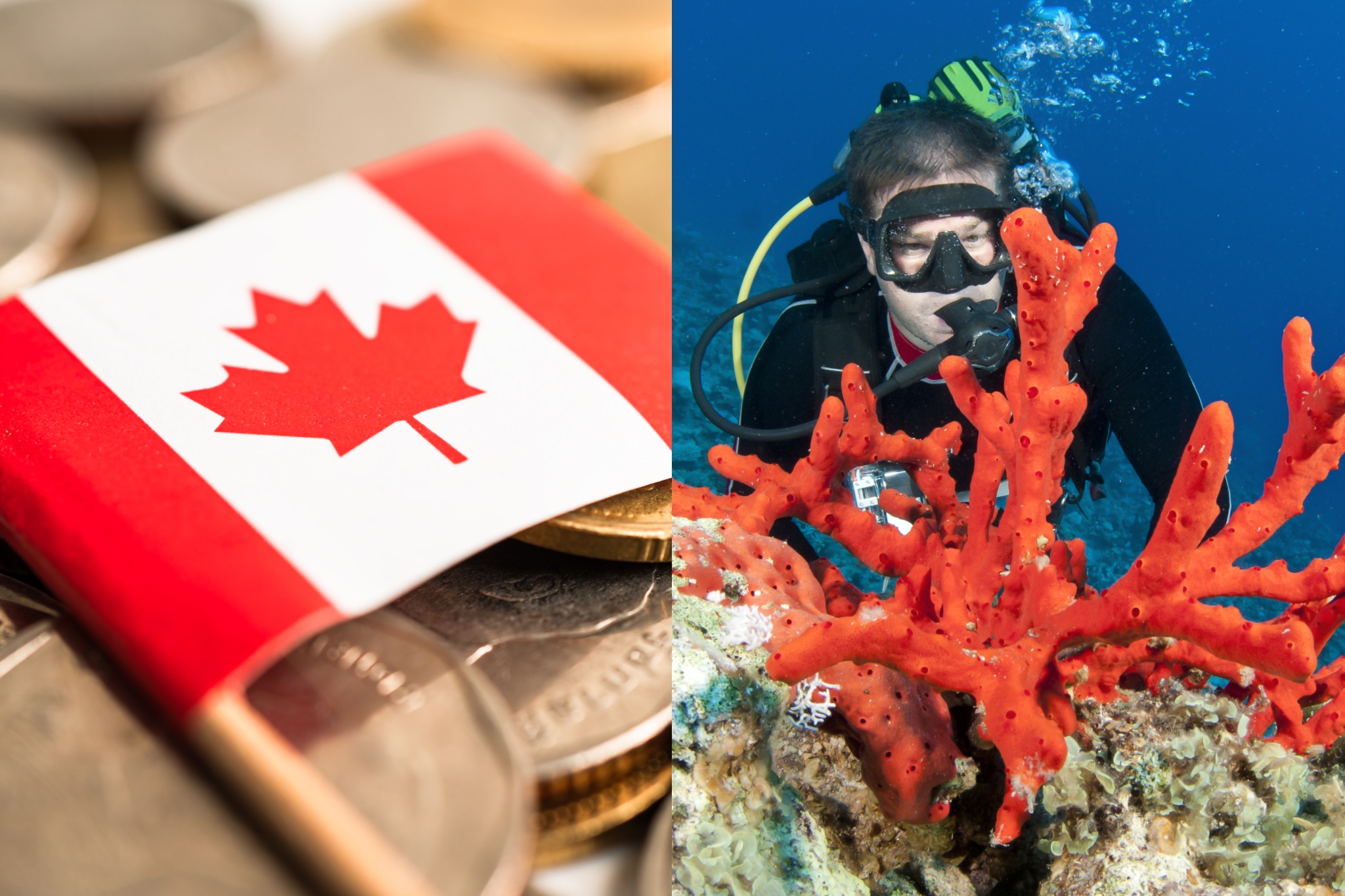 加拿大、硬币与珊瑚价格:收藏品与经济趋势的深度解析