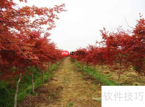 红枫树苗的培育方法与管理技巧