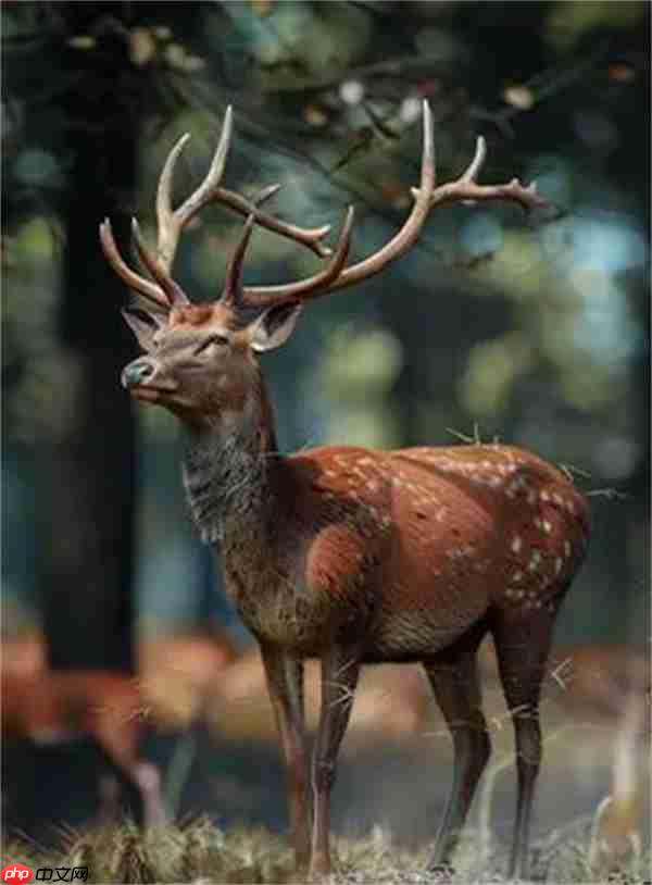 疯狂神射手灌木林动物图鉴汇总