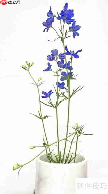 小飞燕花养护技巧