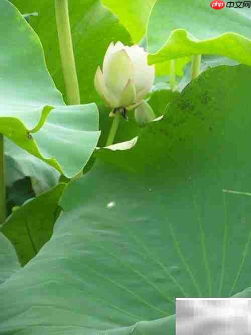 虚拟网管必备条件