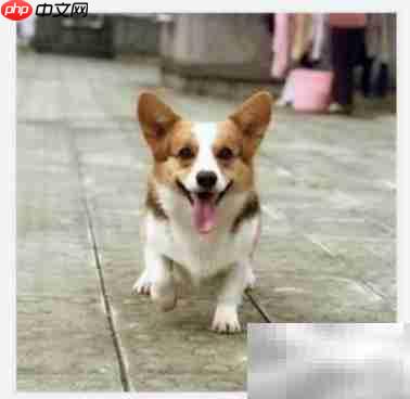 Foxit替换PDF图片教程