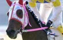 鼓舞人心的不胜英雄 《赛马娘》春乌拉拉原型不幸离世