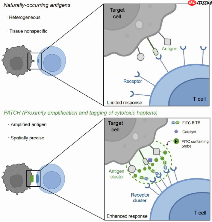 我国科研人员开发可用于癌症免疫治疗的“纳米标记机器人”