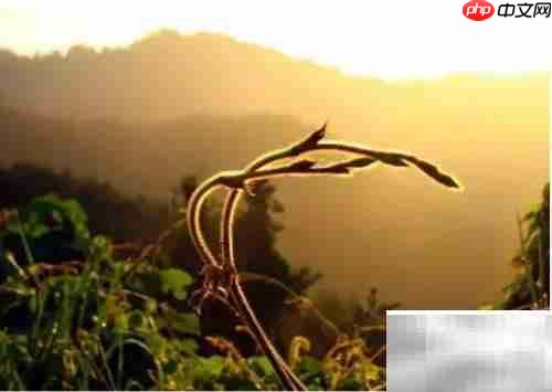 晨光之美，如诗如画