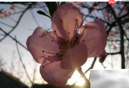 晨光之美，如诗如画