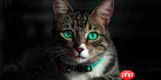 猫的眼睛夜里为何闪闪发光