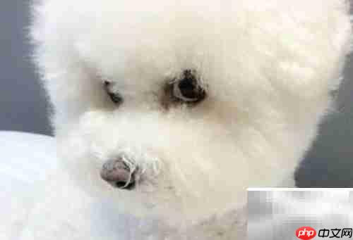 如何挑选合适的泰迪犬?