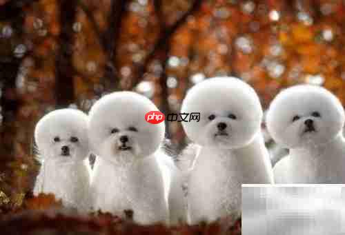 如何挑选合适的泰迪犬?