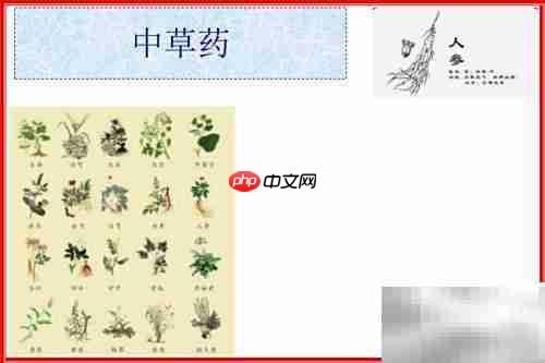 中草药手抄报：传统智慧之旅