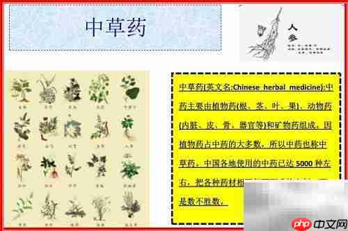 中草药手抄报：传统智慧之旅