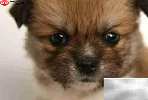 中国本土名犬推荐