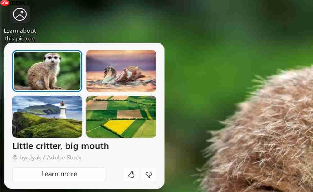微软升级 Win11 壁纸体验：接入 Copilot AI，了解精选壁纸背后的