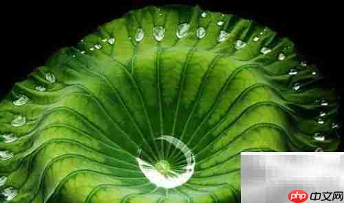 晨脂是什么?有何益处