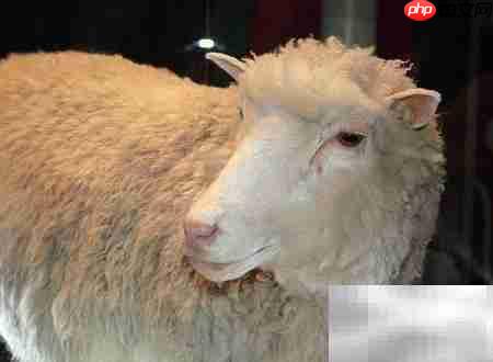 转基因与克隆动物之别