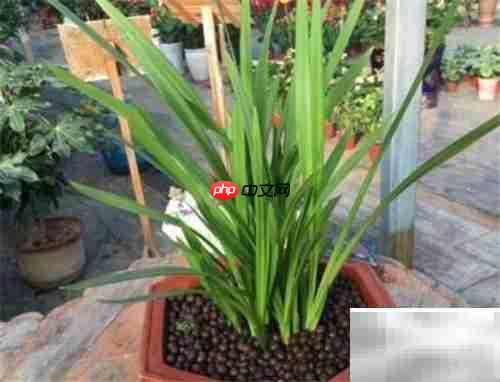 中国龙兰花栽培技巧