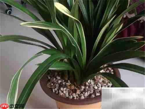 中国龙兰花栽培技巧