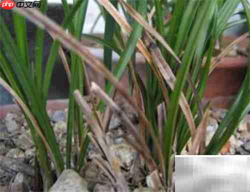 中国龙兰花栽培技巧