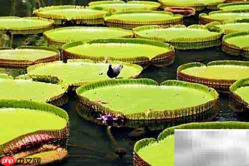 毛里求斯:如伊甸园般绝美