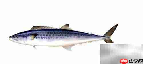 蓝点马鲛快速鉴别技巧