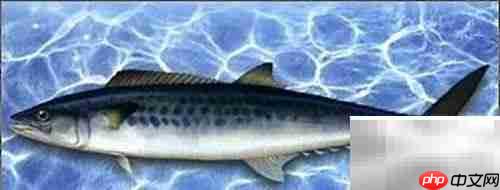蓝点马鲛快速鉴别技巧