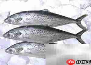 蓝点马鲛快速鉴别技巧