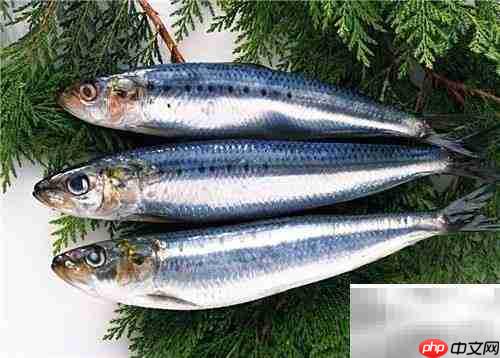 蓝点马鲛快速鉴别技巧