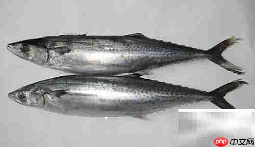 蓝点马鲛快速鉴别技巧