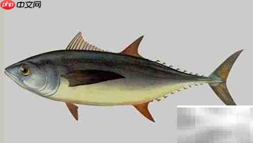 蓝点马鲛快速鉴别技巧