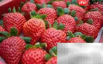 草莓我们吃的是哪个部位?