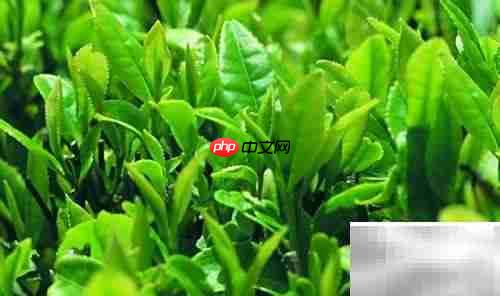 茶叶选购技巧全攻略