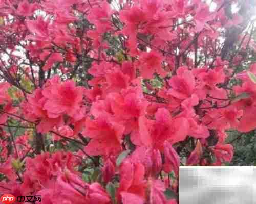 火红杜鹃养殖技巧