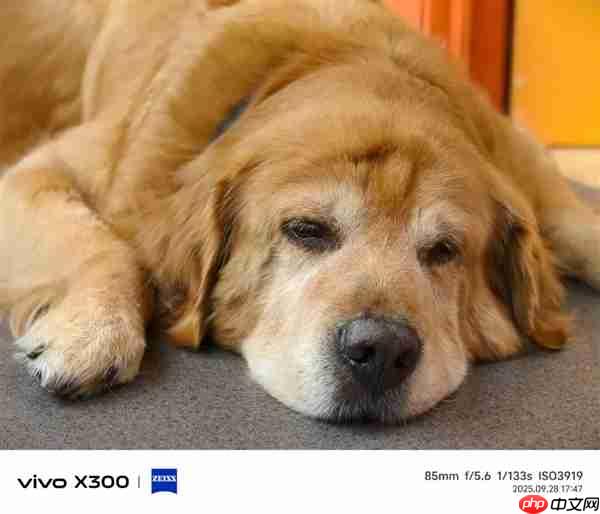 4399元起的vivo X300 能成为今年最强标准版手机吗