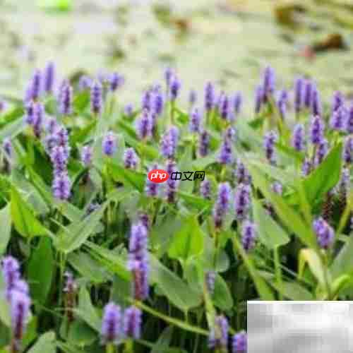 梭鱼草养护全攻略