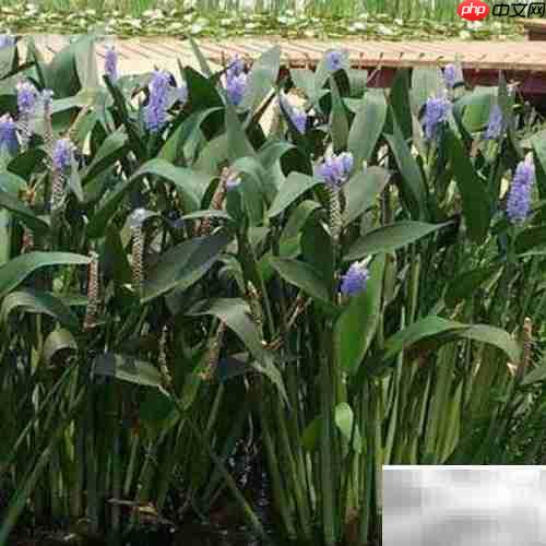 梭鱼草养护全攻略