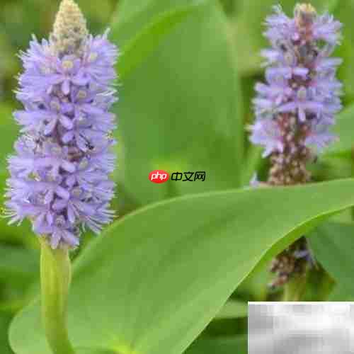 梭鱼草养护全攻略