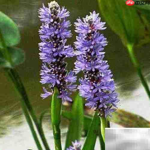 梭鱼草养护全攻略