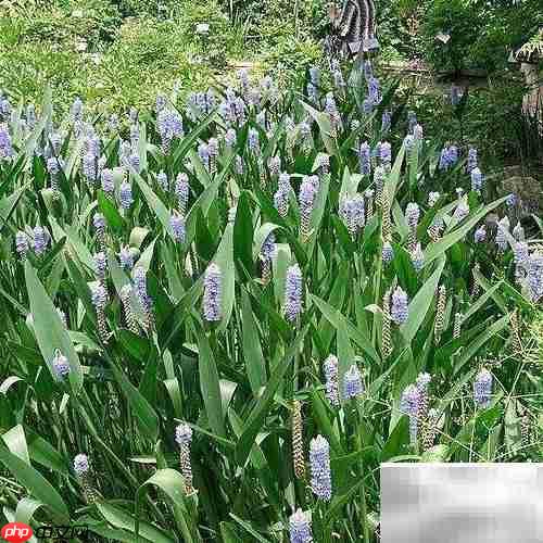 梭鱼草养护全攻略